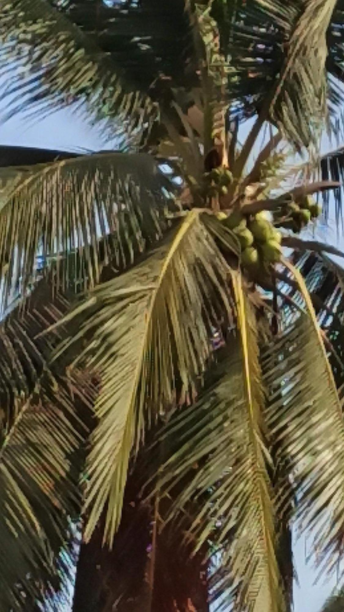Quinta Diamante Hotel Barra Vieja 外观 照片
